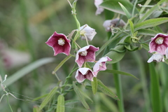 Oxystelma esculentum